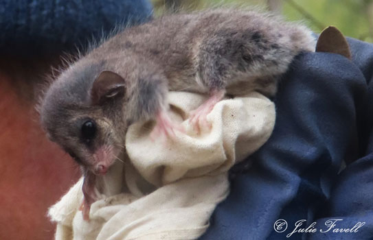 Eastern Pygmy Possum