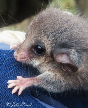 Eastern Pygmy Possum