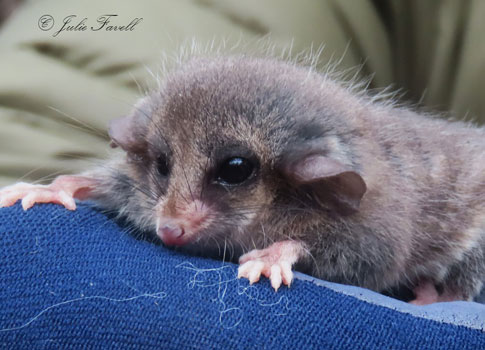 Eastern Pygmy Possum