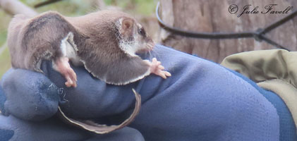 Feathertail Glider