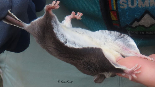 Feathertail Glider