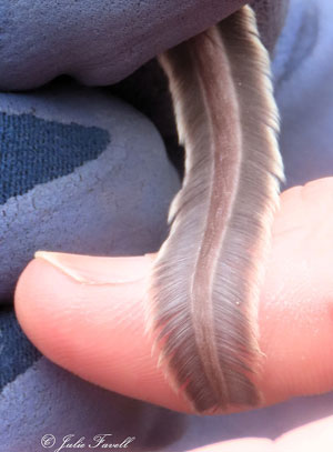 Feathertail Glider