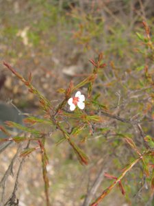 <i>Baeckea linifolia</i>  (Swamp/Weeping Baeckea)