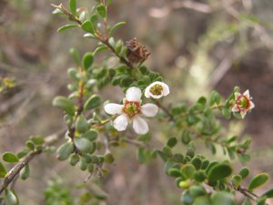 <i>Leptospermum obovatum</i>  (Creek Tea-tree)