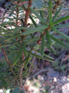 <i>Persoonia</i> sp. drupe  (Geebung)