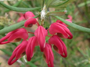 <i>Grevillea rosmarinifolia</i>  (Rosemary Grevillea)