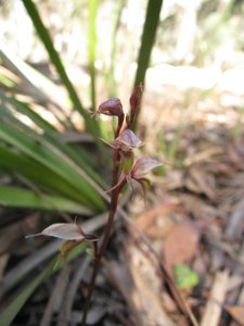 <i>Acianthus fornicatus</i>  (Pixie Caps, Bristly Mosquito Orchid)
