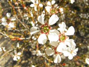 <i>Gaudium parvifolium</i>  (Small-leaved Tea-tree)