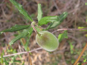 <i>Billardiera scandens</i>  (Hairy Apple Berry)