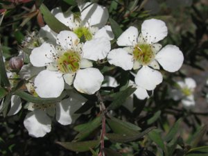 <i>Leptospermum sphaerocarpum</i>  (A Tea-tree)
