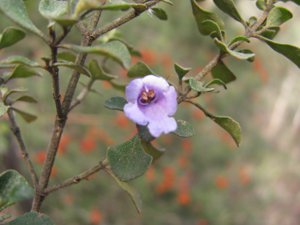 <i>Prostanthera rotundifolia</i>  (Round-leaf Mint Bush)