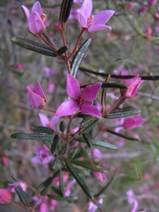<i>Boronia ledifolia</i>  (Showy Boronia, Sydney Boronia, Ledum Boronia)
