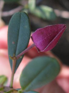<i>Boronia rubiginosa</i>