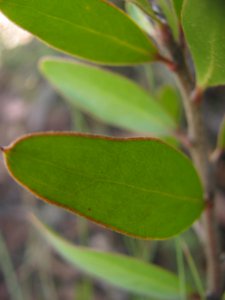 <i>Persoonia</i> sp.  (leaf)
