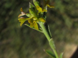 <i>Pimelea curviflora</i>  (A Rice Flower)