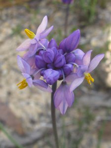 Rush Lily
  (<i>Sowerbaea juncea</i>)
