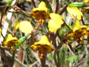 <i>Diuris pardina</i>  (Leopard Orchid)