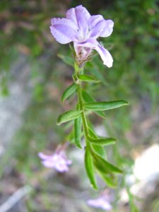 <i>Coopernookia barbata</i>  (Purple Goodenia, Purple Coopernookia)