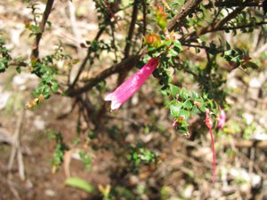 <i>Epacris reclinata</i>  (Fuchsia Heath)