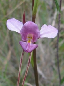 <i>Diuris punctata</i>  (Purple Donkey Orchid)