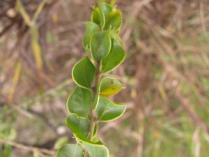 <i>Acacia</i> leaf