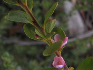 <i>Philotheca obovalis</i>  (A waxflower)