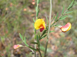 <i>Bossiaea heterophylla</i>  (Variable Bossiaea)