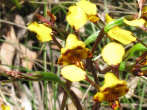 <i>Diuris pardina</i>  (Leopard Orchid)