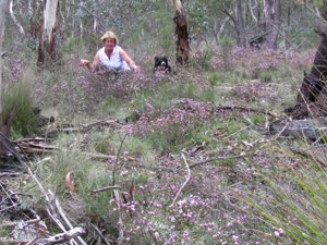 <i>Boronia microphylla</i>  (Small-leaved Boronia)