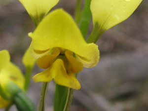 <i>Diuris</i> sp.