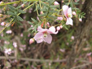 <i>Boronia floribunda</i>  (A Boronia)