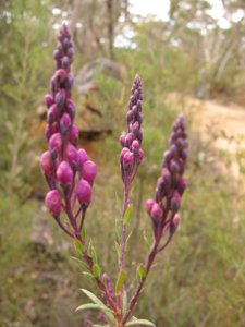 <i>Comesperma ericinum</i>  (Heath Milkwort, Pyramid Flower, Match-heads)