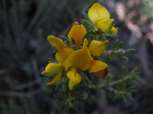 <i>Phyllota squarrosa</i>  (Dense Phyllota)