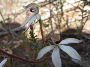 <i>Caladenia</i> sp. (<i>cucullata</i>?)