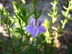 <i>Coopernookia barbata</i>  (Purple Goodenia, Purple Coopernookia)