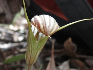 <i>Pterostylis reflexa</i>  (Common Autumn Greenhood)