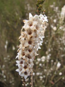 <i>Epacris</i> sp. (<i>paludosa</i>?)  (Swamp Heath)