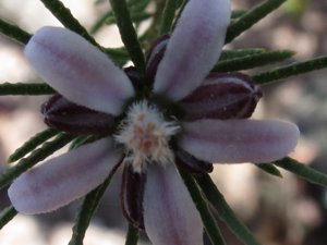 <i>Philotheca salsolifolia</i>  (A Waxflower)