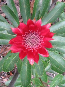 <i>Telopea speciosissima</i>  (Waratah)