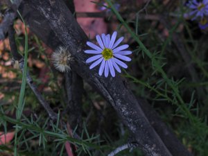 <i>Olearia ramulosa</i>  (Twiggy Daisy-bush)