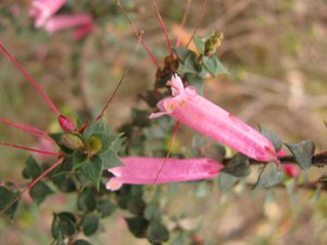 <i>Epacris reclinata</i>  (Fuchsia Heath)