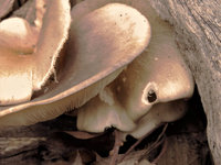 BBSF 3 april Rail Loop (1)