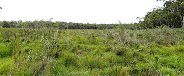 Broad Swamp GoS SCA aka Newnes SF