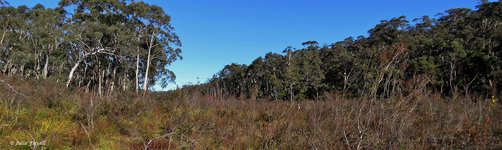 Carne Creek West June 2015 GoS SCS aka Newnes SF (2)