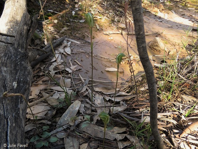 𝘗𝘵𝘦𝘳𝘰𝘴𝘵𝘺𝘭𝘪𝘴 sp. Glen Alice