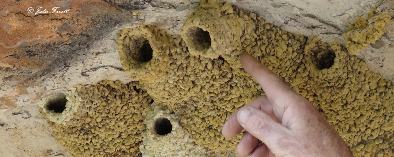 Bird mud nest in rock overhang Glen Alice