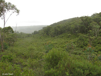 Farmers Creek Swamp Threatened EC GoS SCA aka NSF Jan 2010