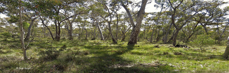 GoS SCA aka BBSF Cullen swamp 4 dec 16