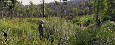 Headwaters Marrangaroo Swamp System GoS SCA aka Newnes SF