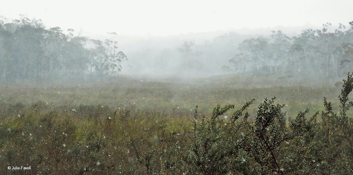 Broad Swamp Threatened Ecological Community (TEC) -Snowfall Broad Swamp 2015 GosSCA aka NSF